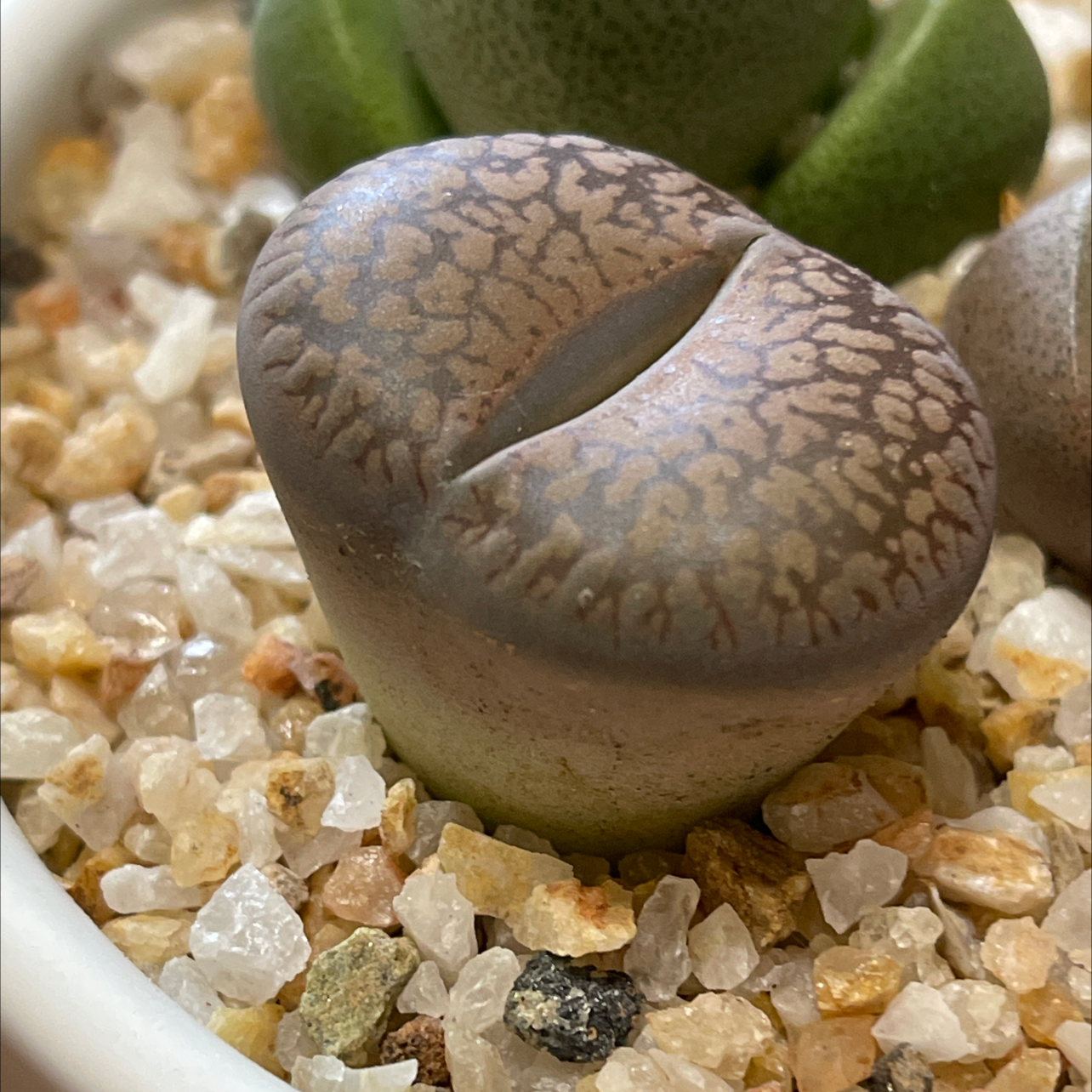 Photo of the plant species Living Stones by @thebreat named Rumple on Greg, the plant care app