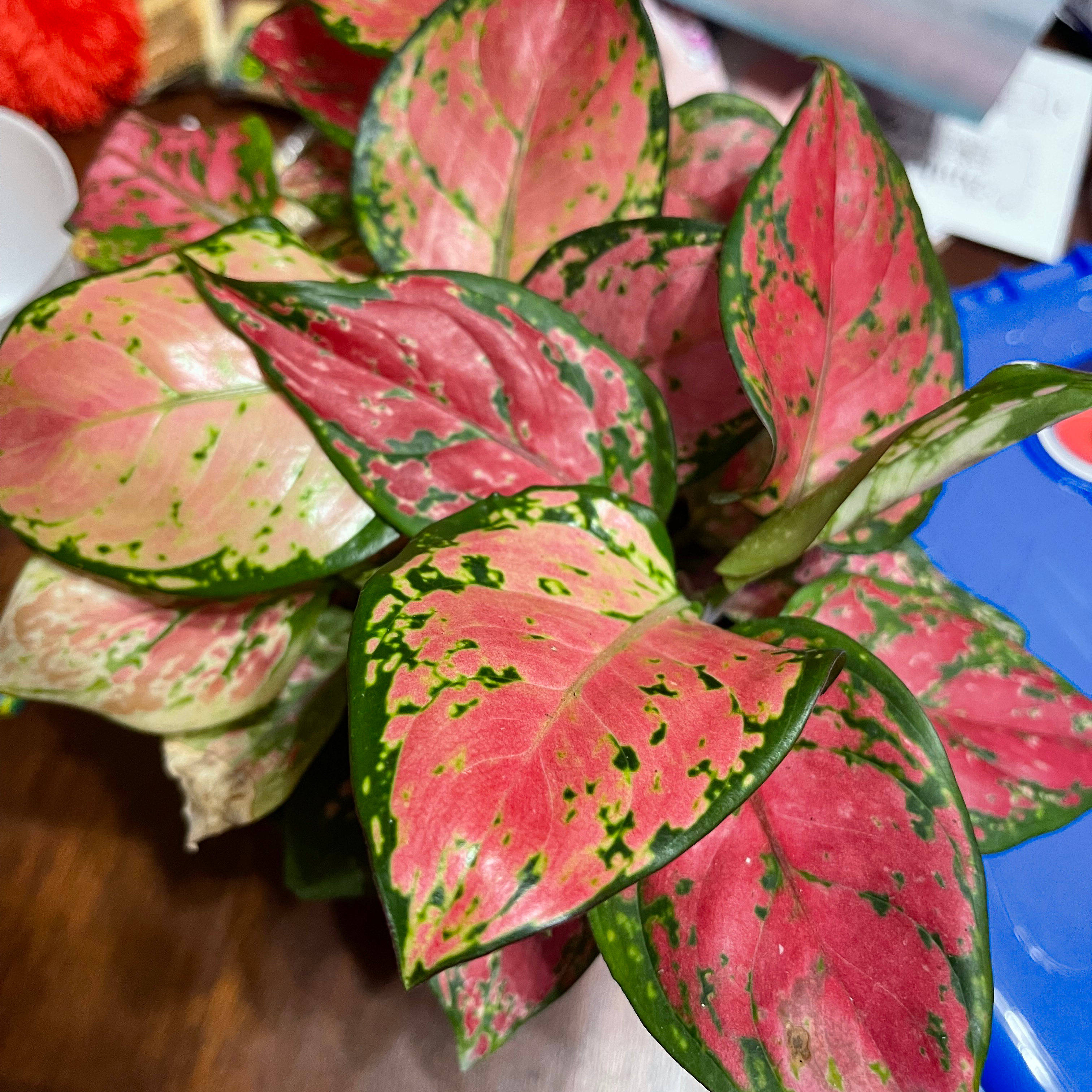 Aglaonema 'Red Valentine' plant with vibrant red and green leaves.