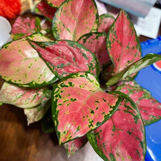 Aglaonema 'Red Valentine' plant in Columbus, Indiana