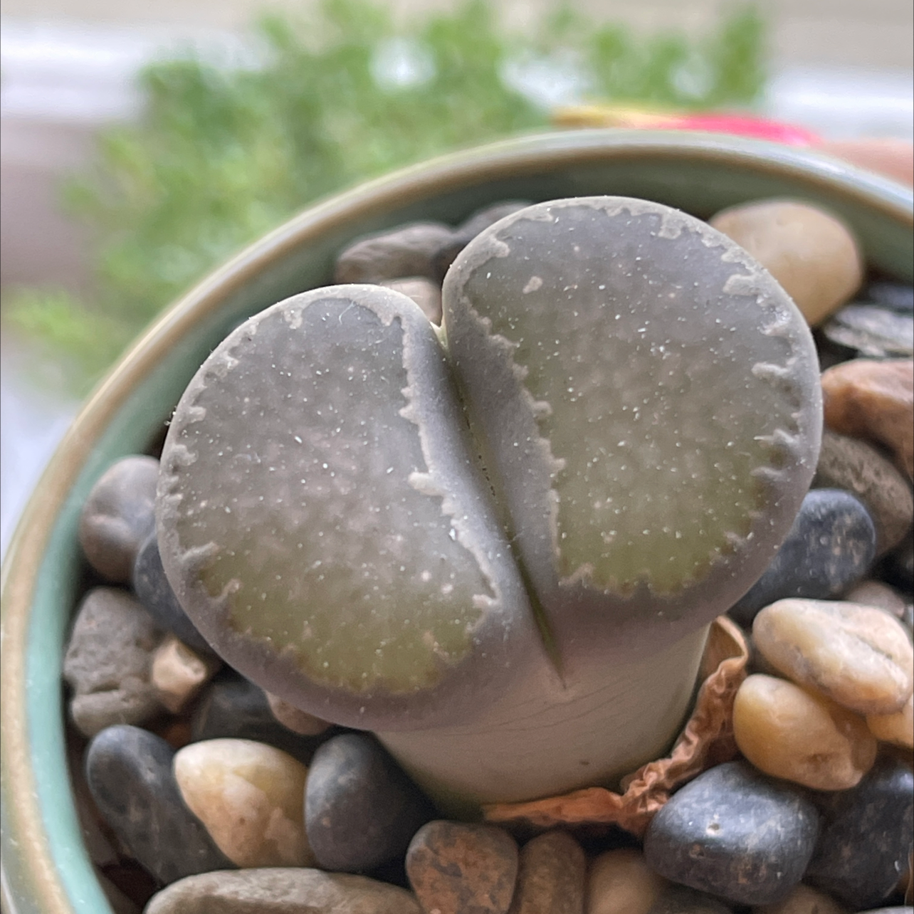 Close-up of a healthy Rubra Lithops plant in a pot with pebbles.