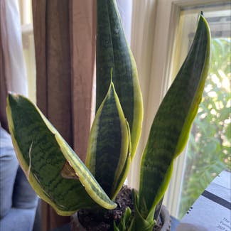 Snake Plant plant in Columbus, Indiana