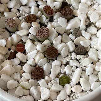 Lithops bromfieldii plant in Columbus, Indiana