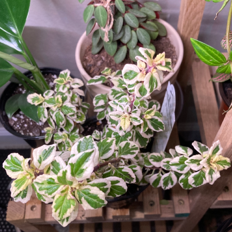 Plant care for Hemizygia on Greg, the plant care app