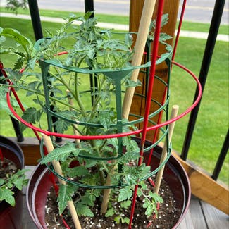 Tomato Plant plant in Owatonna, Minnesota