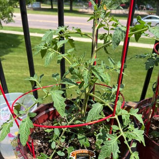 Tomato Plant plant in Owatonna, Minnesota