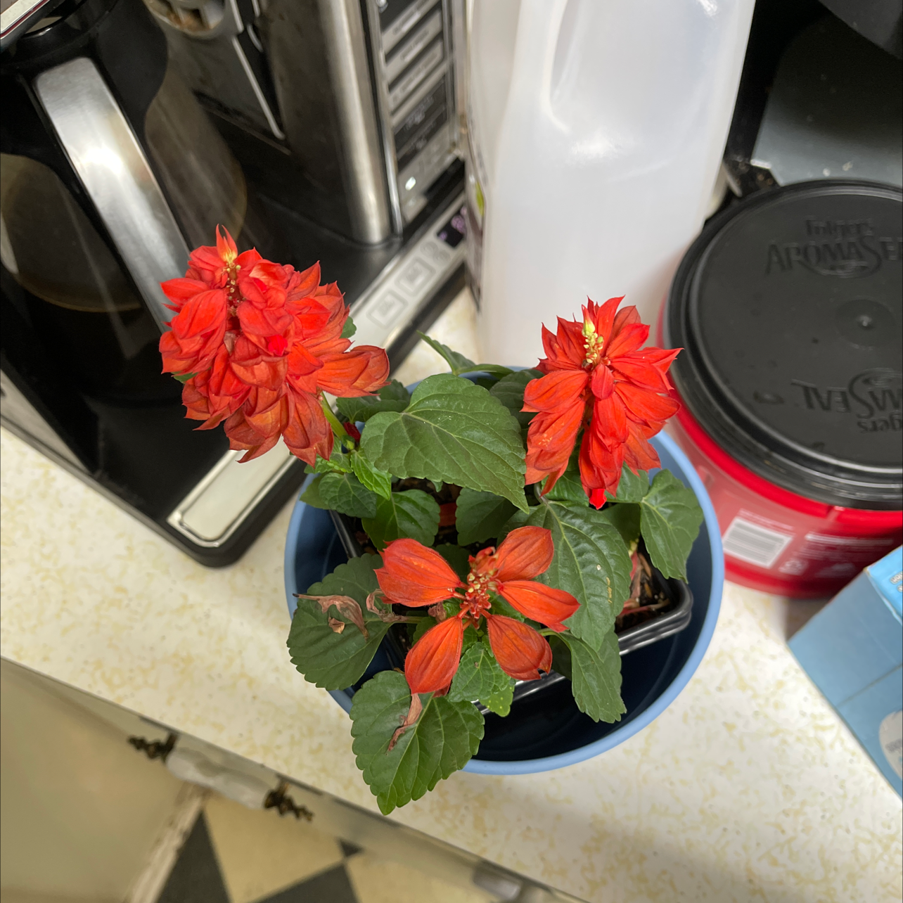 Why Are My Scarlet Sage Leaves Turning Yellow?