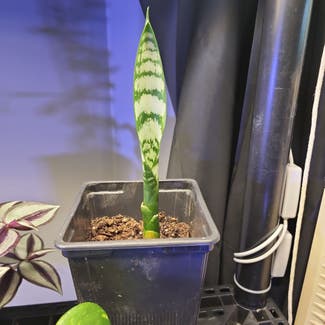 Snake Plant plant in Collins, New York