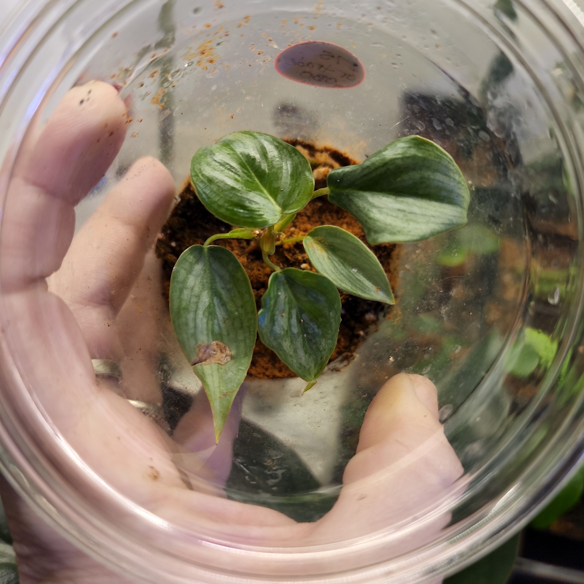 Philodendron 'Majestic' plant in a clear container with some browning on one leaf.