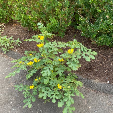 Photo of the plant species Solanum Rostratum by Queenfullybaked named Your plant on Greg, the plant care app