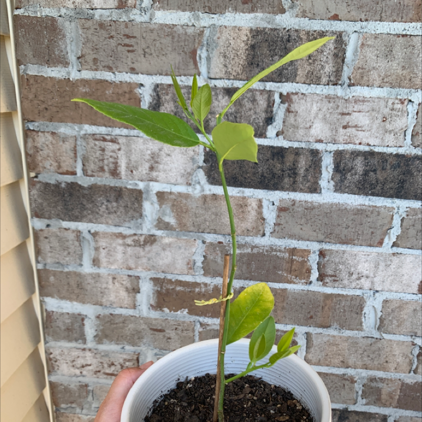 Photo of the plant species Superbells Lemon Slice Calibrachoa by @ProMugwort named Lenny on Greg, the plant care app