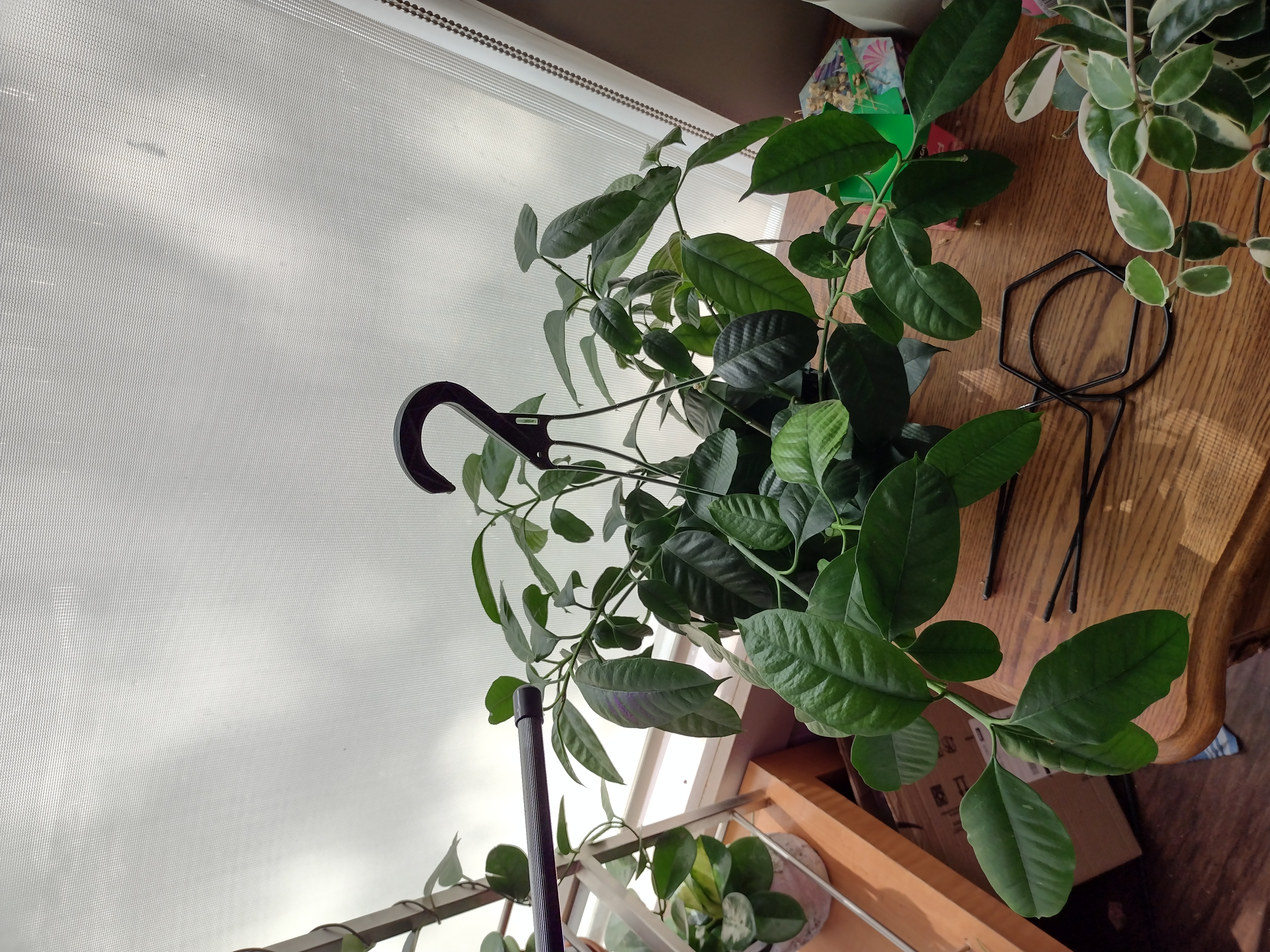 Indoor Shooting Stars Wax Plant with healthy green leaves near a window.