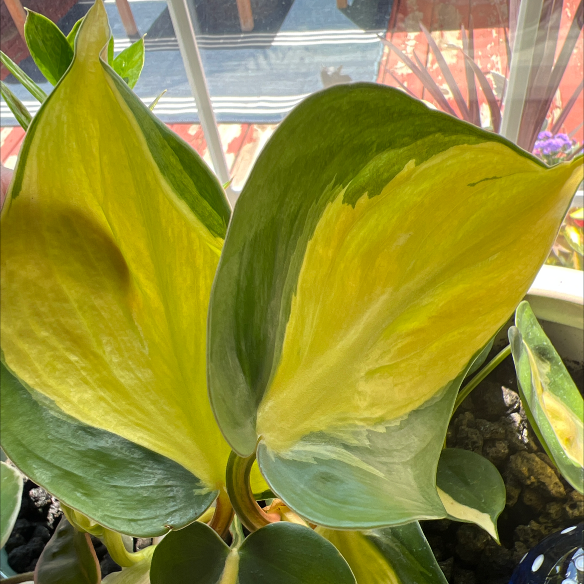 Brazil Philodendron with variegated leaves showing significant yellowing. Soil is visible.