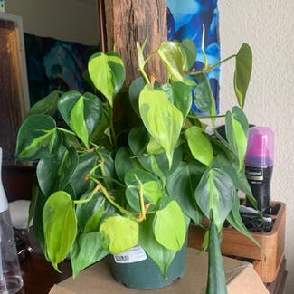 Brazil Philodendron plant in Lewisville, Texas