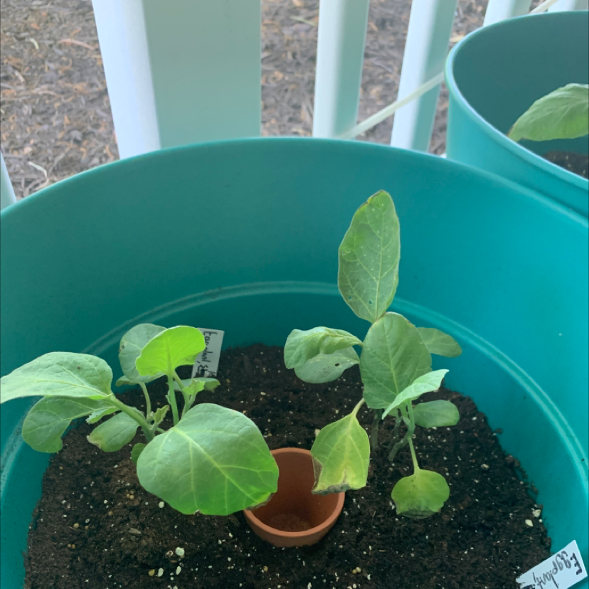 Young eggplant plant in a pot with visible soil, healthy green leaves.