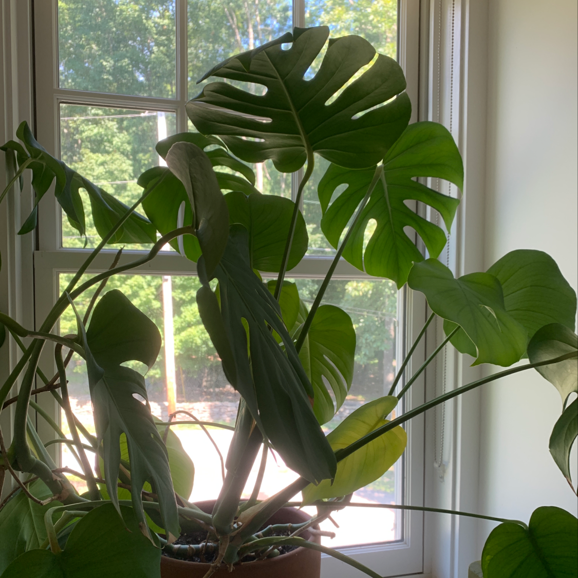 Healthy, lush green Monstera plant with large fenestrated leaves, thriving indoors near bright window.