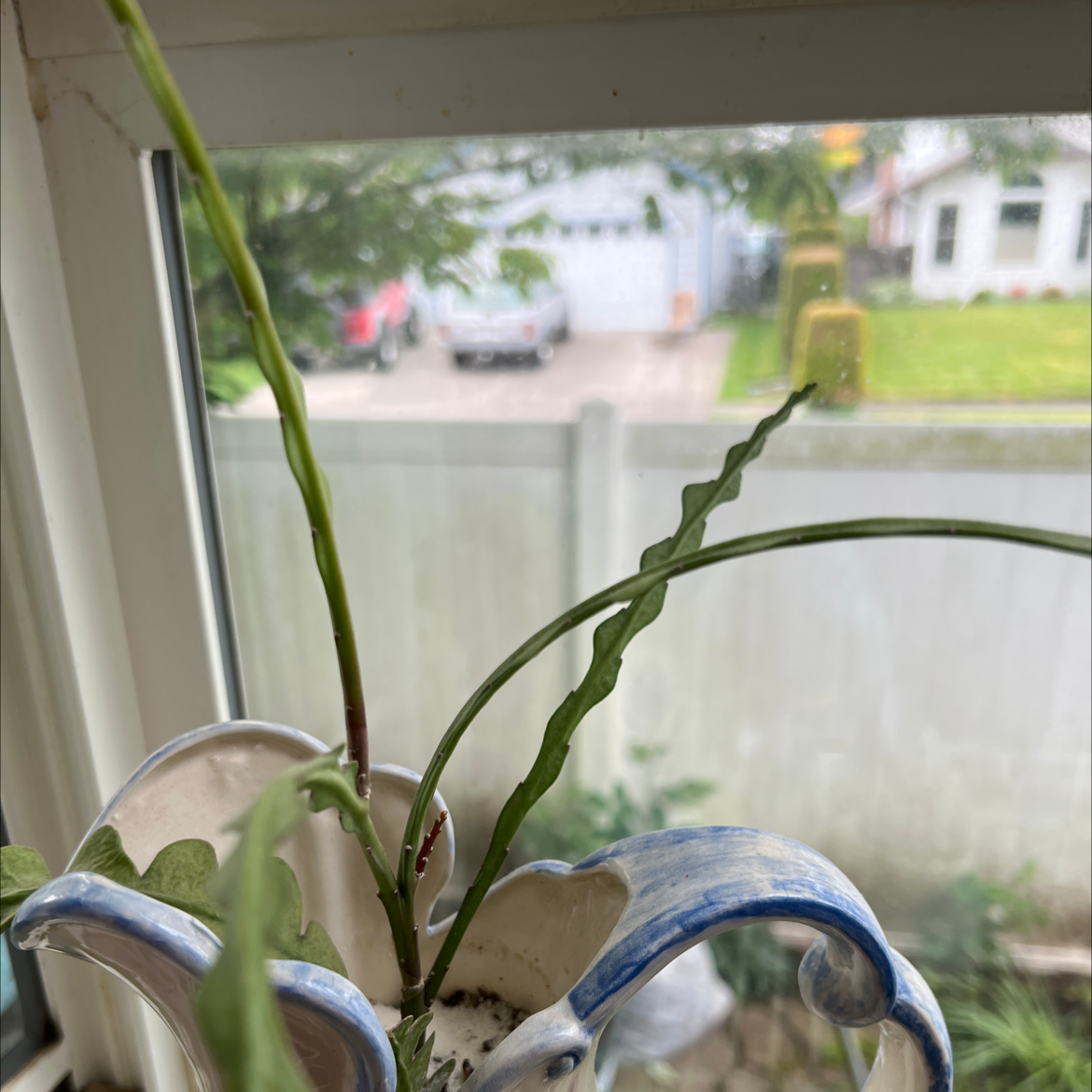 Photo of the plant species Elk horn succulent by @Plantyplant36 named Steve on Greg, the plant care app