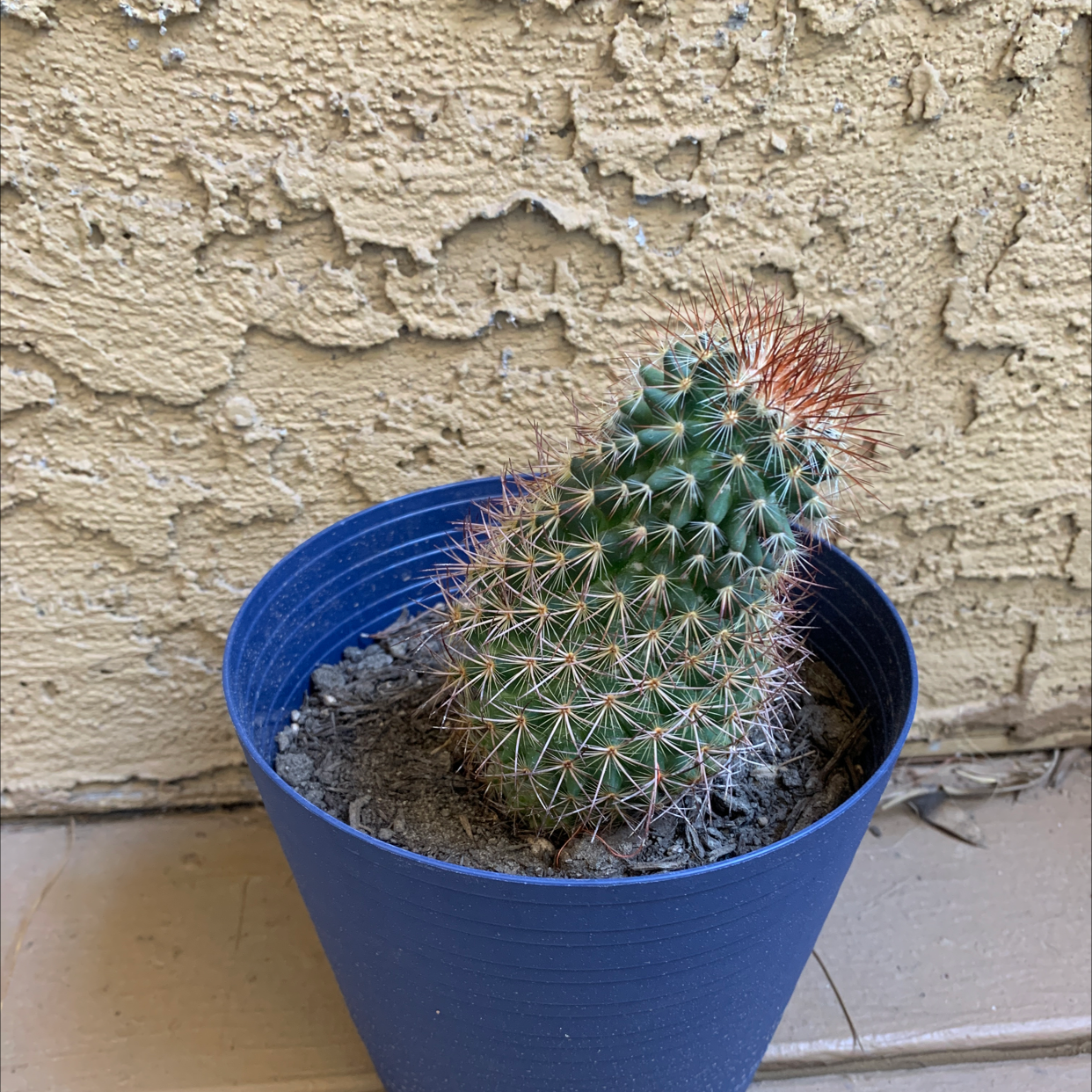 Little Nipple Cactus in a blue pot against a textured wall.