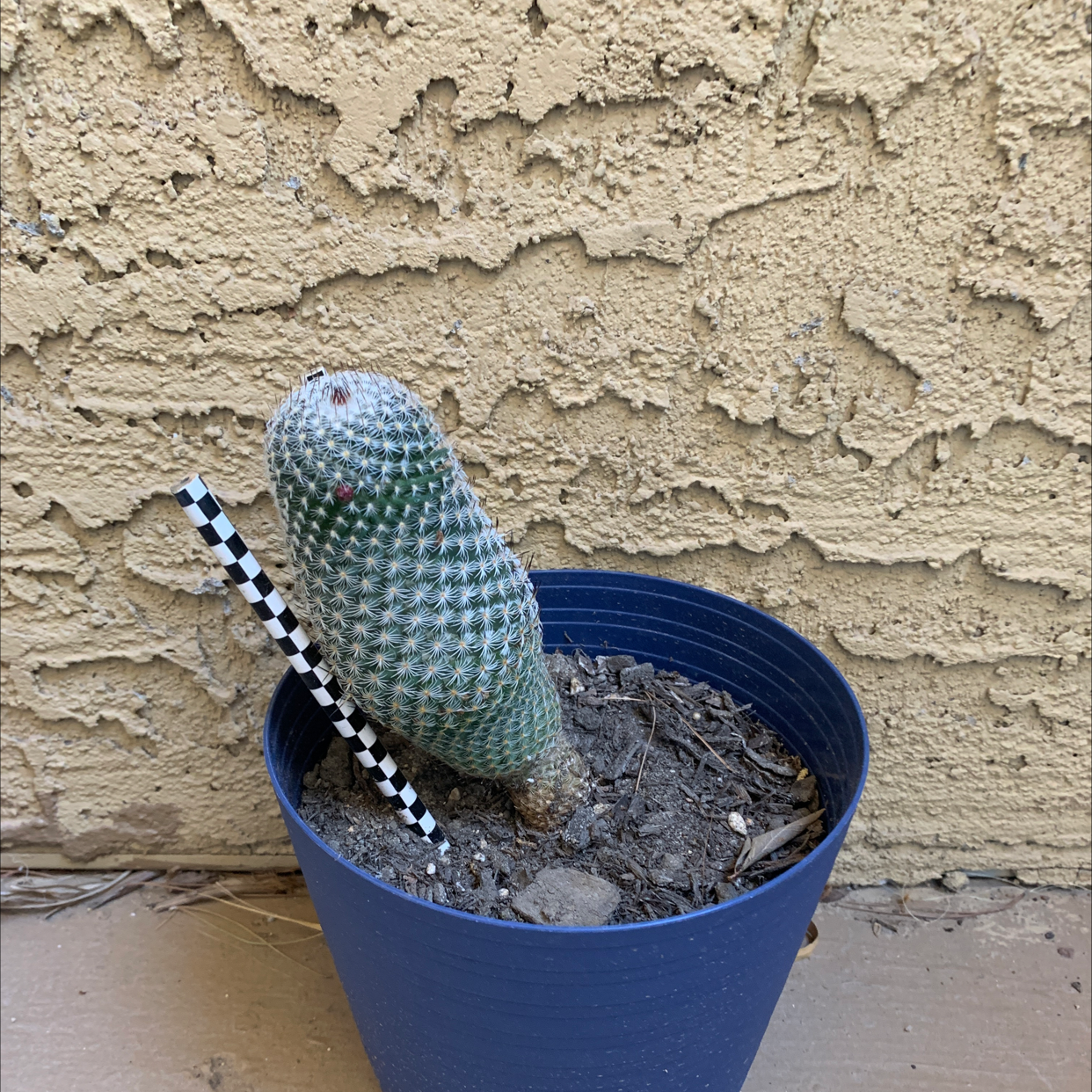 Healthy lace hedgehog cactus with distinctive spiral tubercles in a blue pot with gravel soil against a textured beige wall.