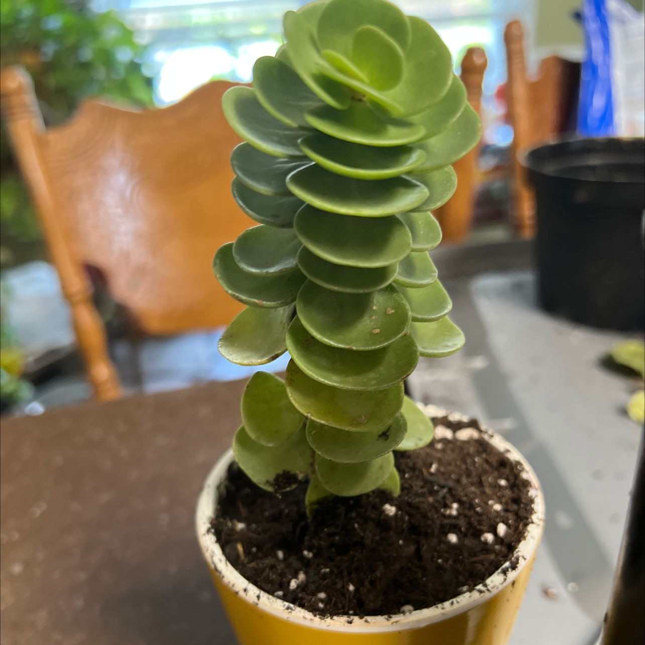 Healthy 'Ihi plant with green, stacked leaves in a pot with visible soil.
