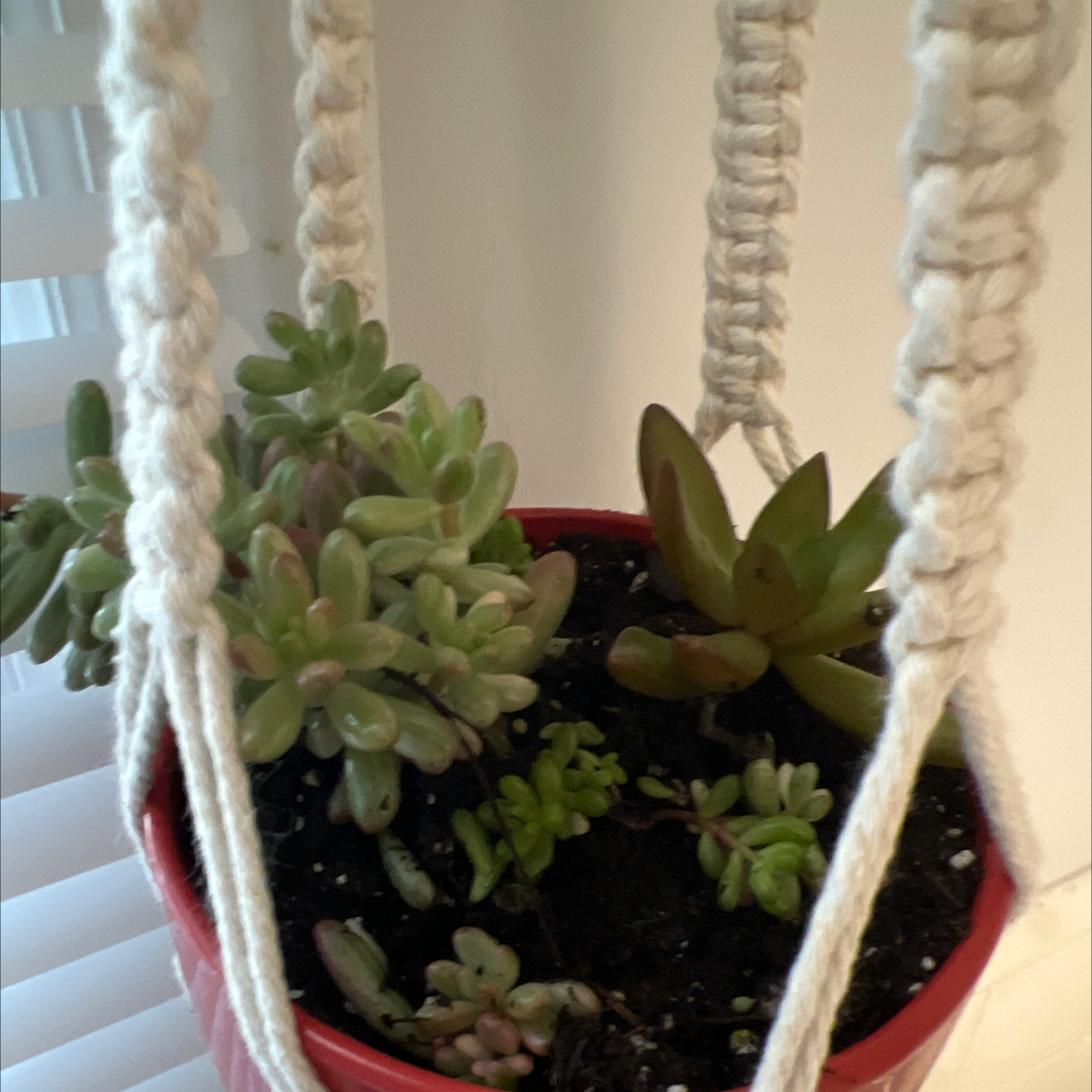 Aurora Pink Jelly Bean succulent in a hanging planter with visible soil.