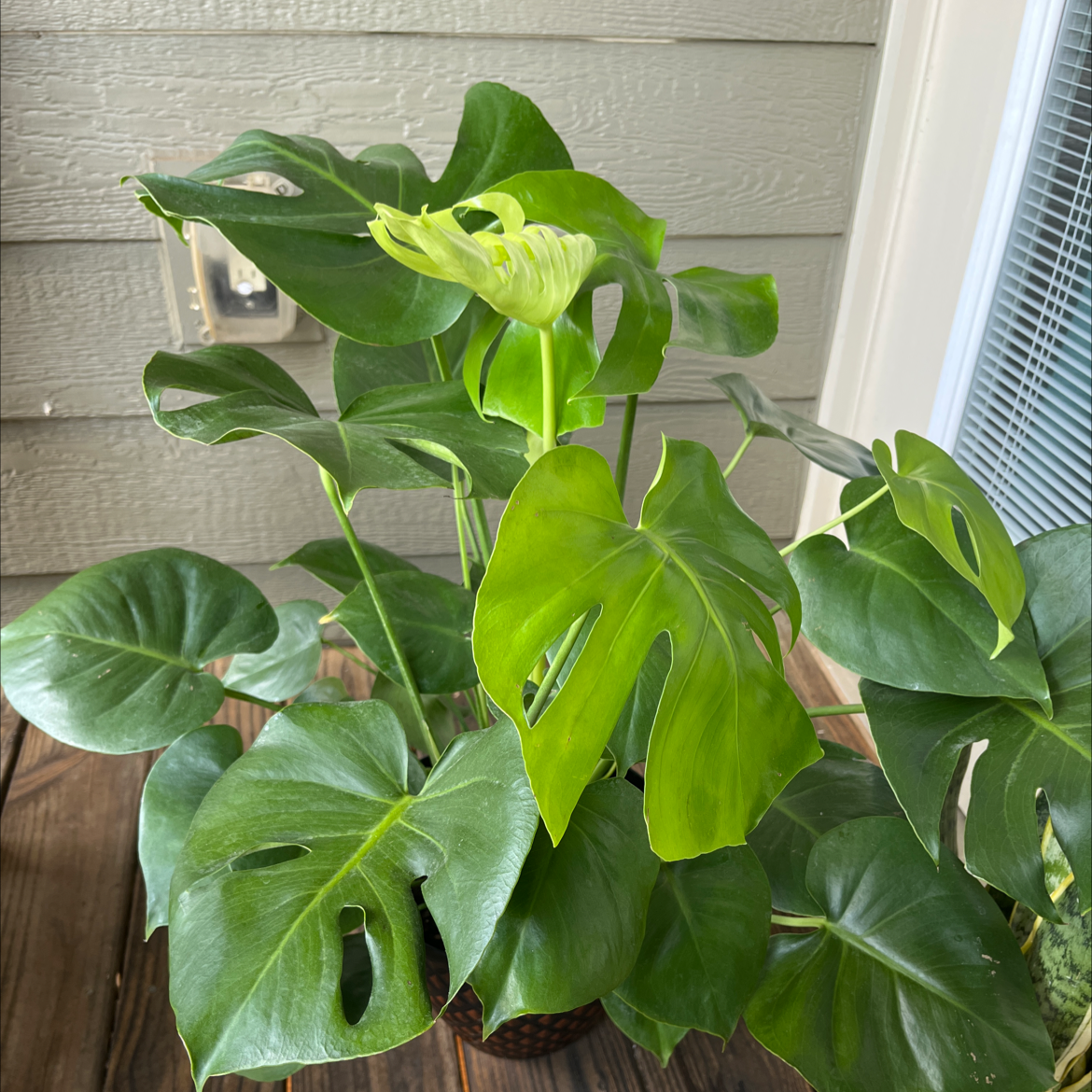 Monstera deliciosa