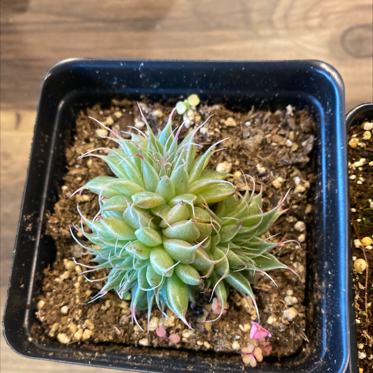 Cobweb Hens and Chicks plant in a small black pot with visible soil.