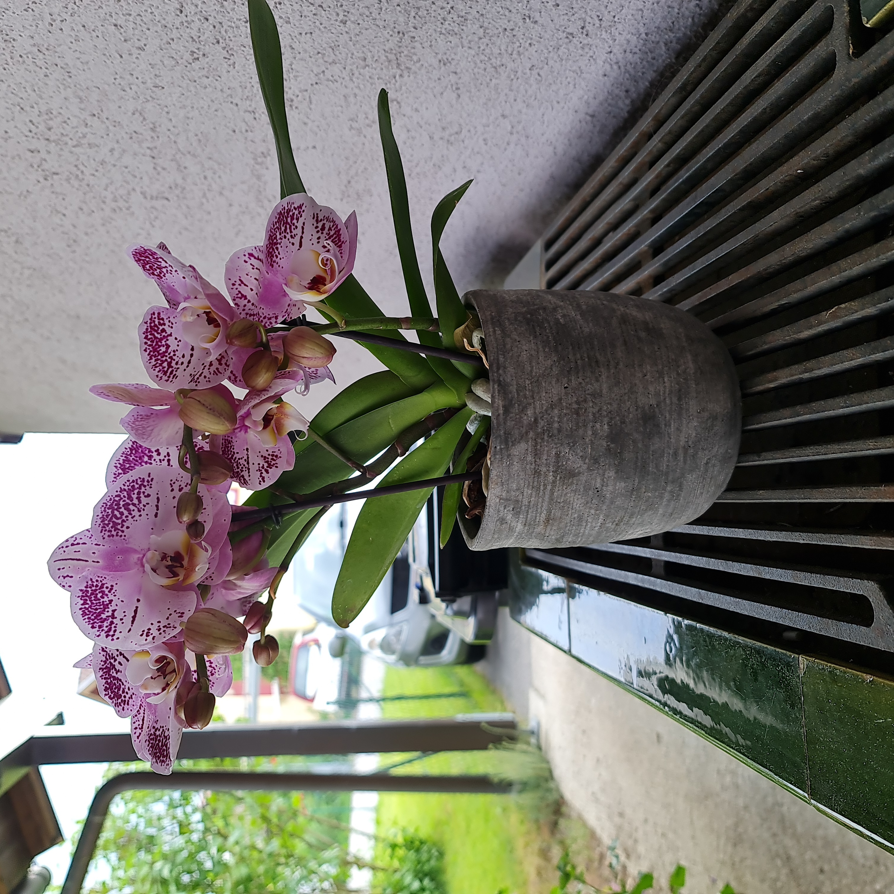 Photo of the plant species Chinese ground orchid by @YiftAzurebluet named Orchidee on Greg, the plant care app