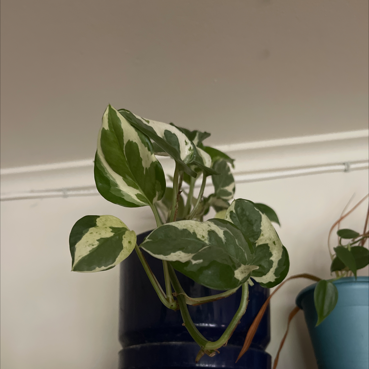Photo of the plant species Pearls and Jade Pothos by @Eliza_beast named Your plant on Greg, the plant care app