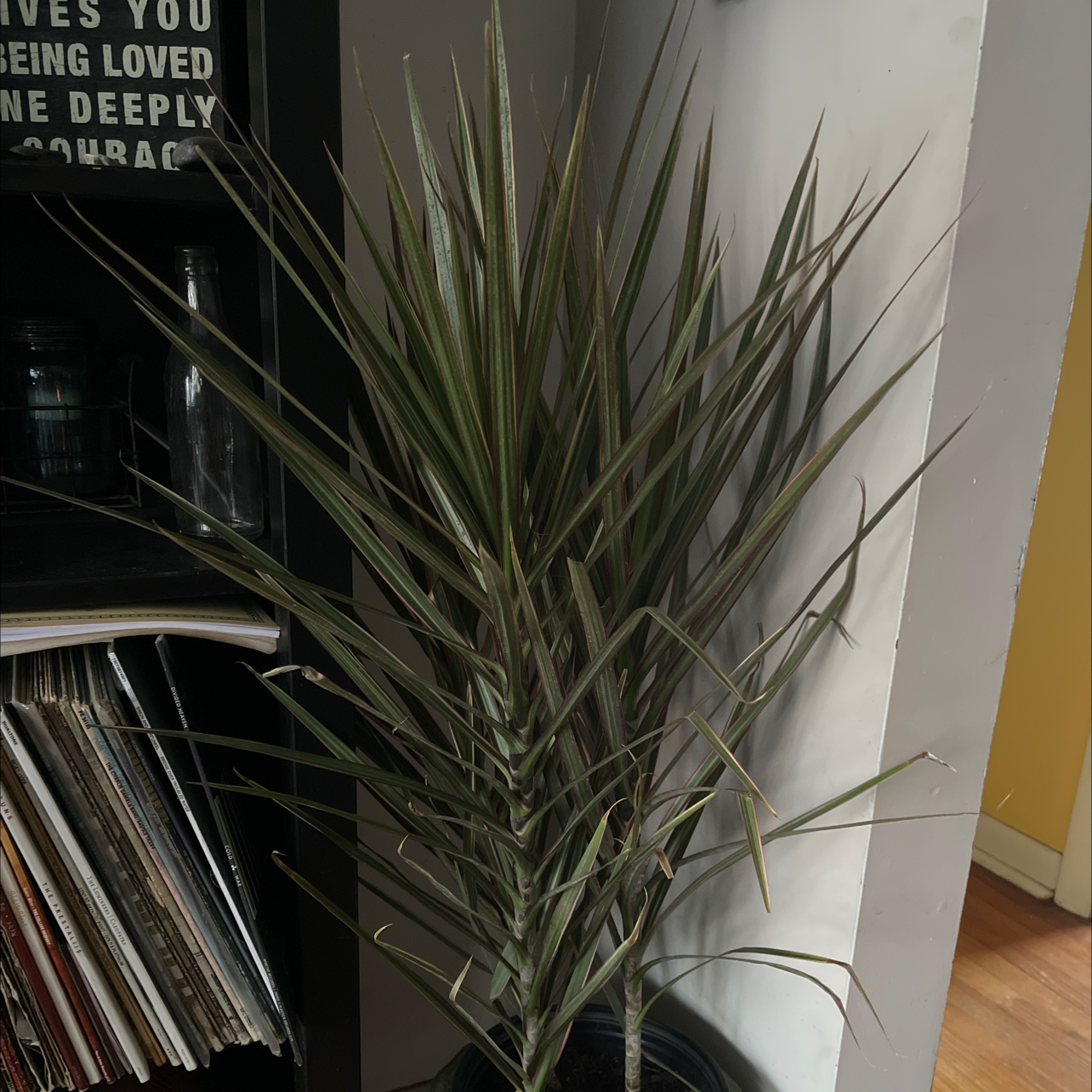 Dracaena 'Ray of Sunshine' plant indoors, healthy with no visible leaf discoloration.