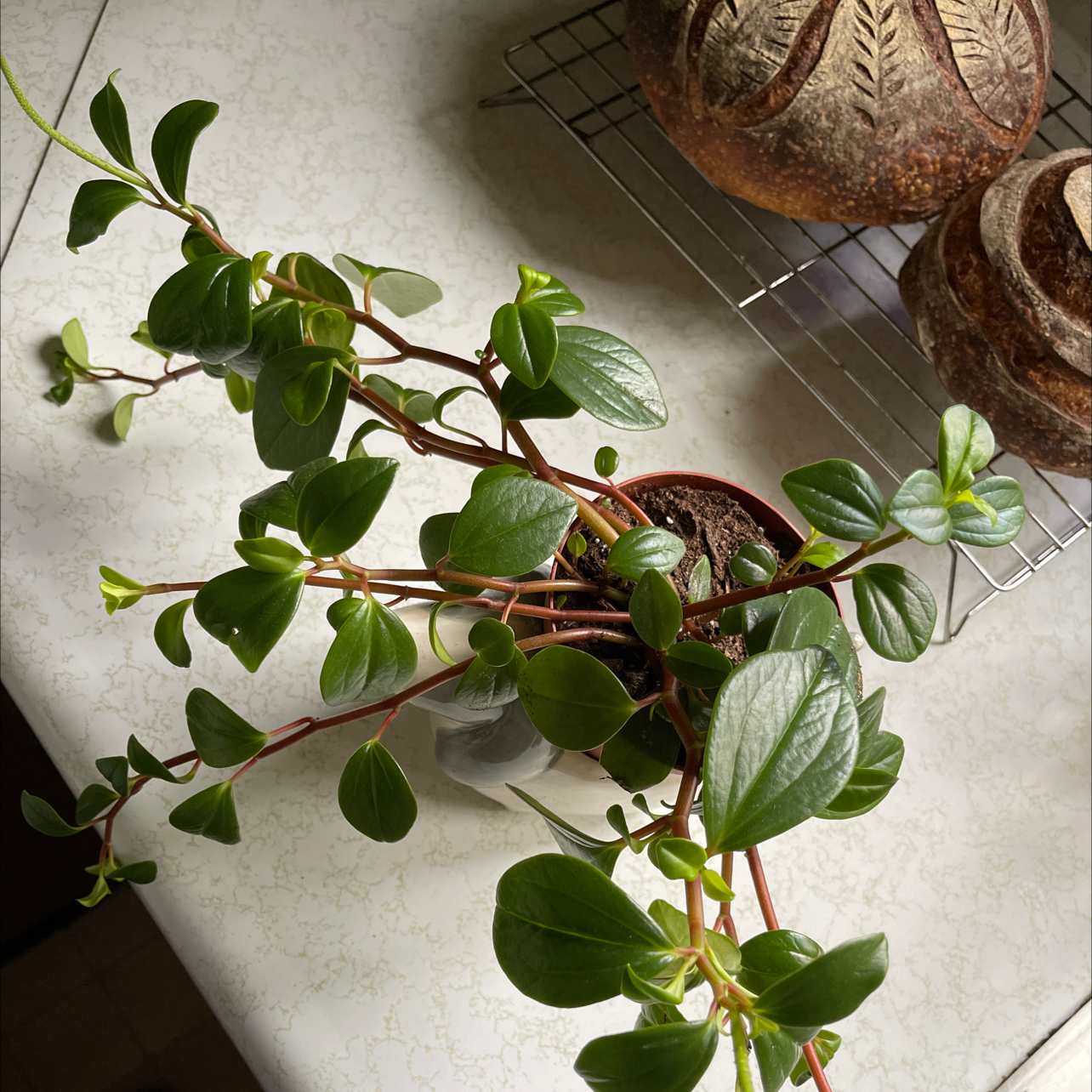 Photo of the plant species Beetle Peperomia by @Eliza_beast named Your plant on Greg, the plant care app