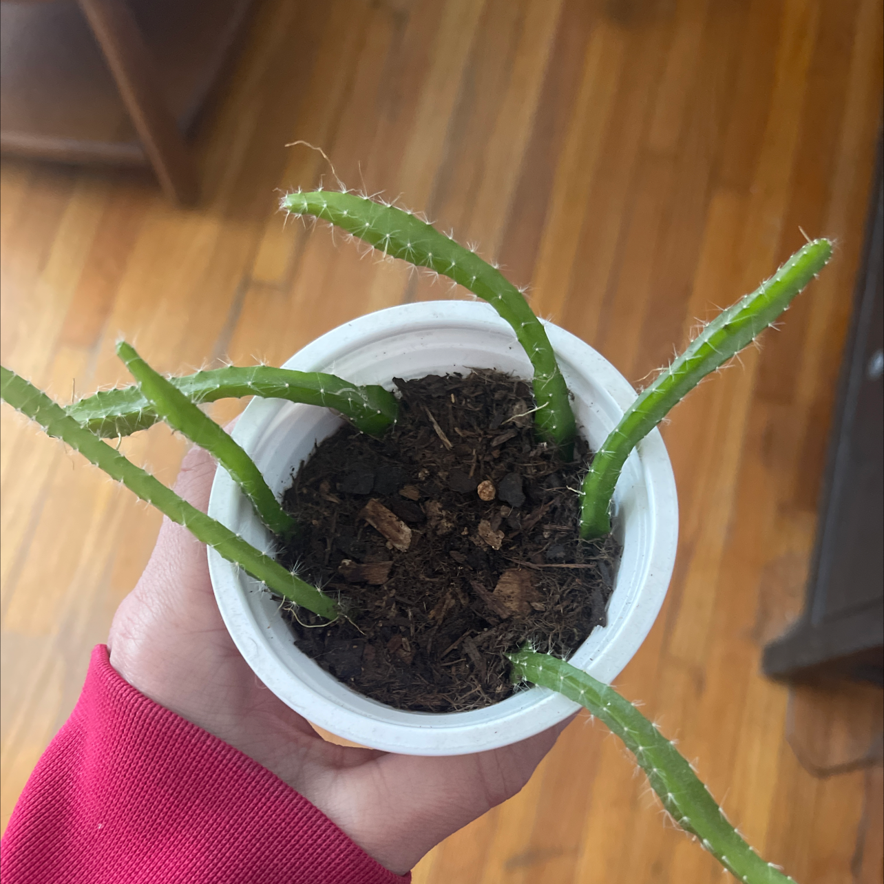 Small dragonfruit plant in a white pot held by a hand, with visible soil.