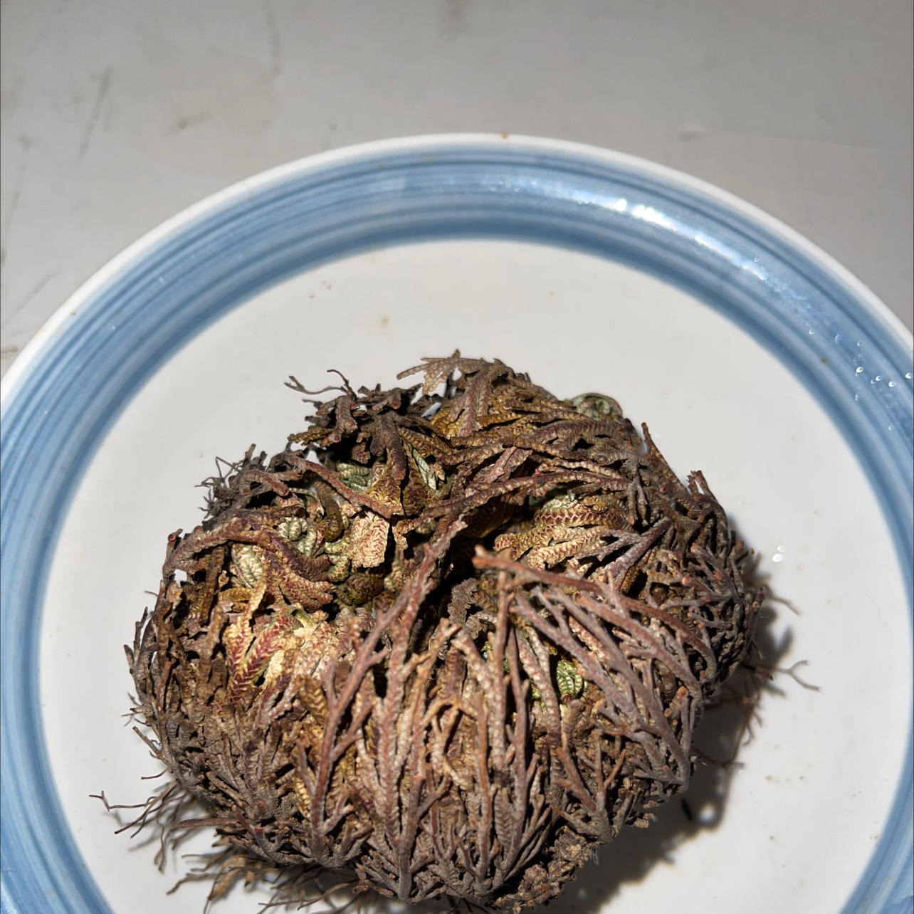 Rose of Jericho plant in a bowl, in its dry, dormant state.