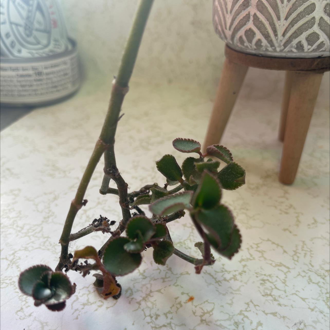 Image of a Mexican Mint plant with some yellowing leaves in a pot.