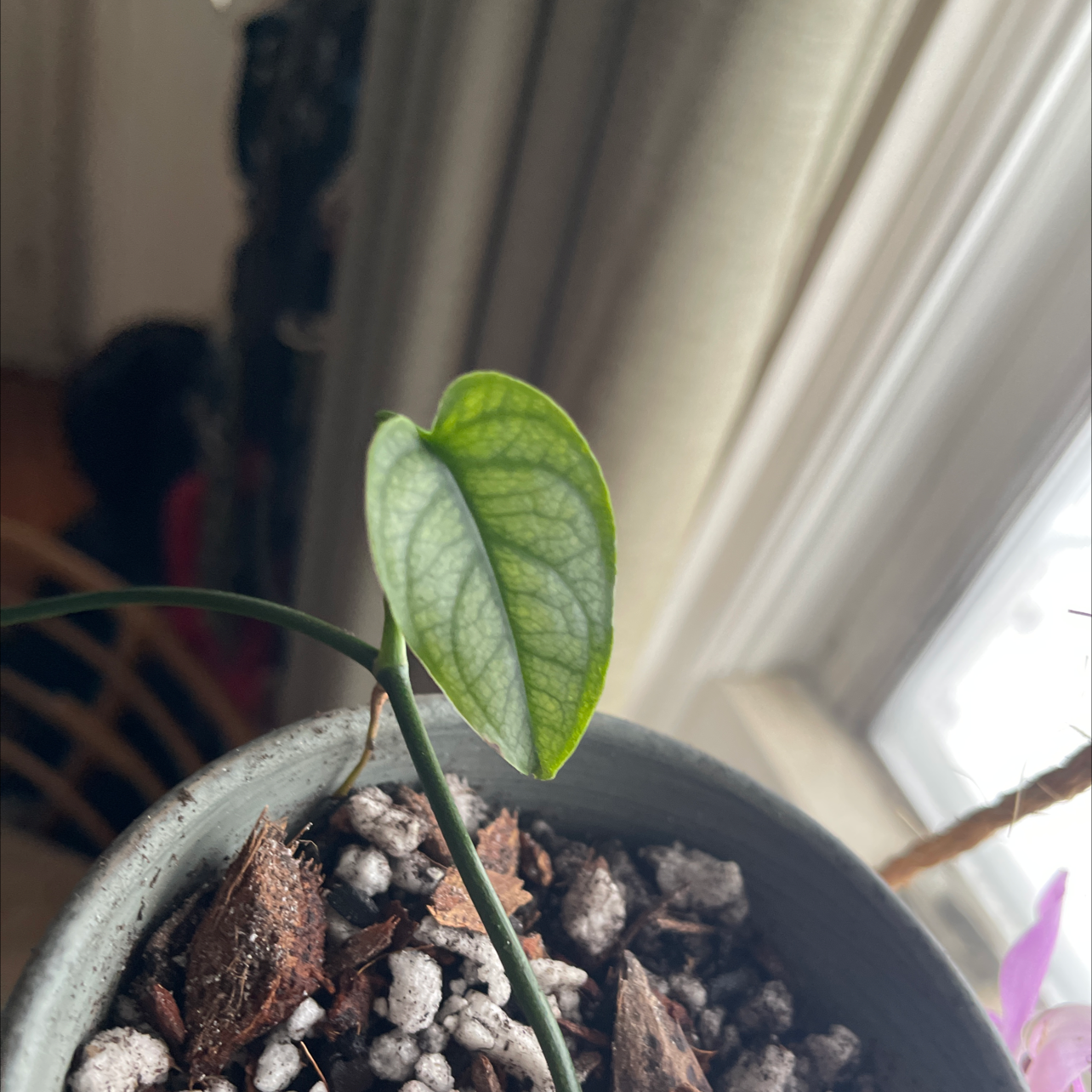 A young Silver Monstera plant with a single healthy leaf in a pot with visible soil.