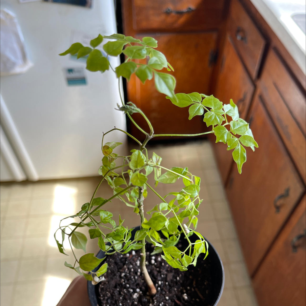 Thriving China Doll plant with lush green foliage and visible soil in black pot, placed on wood surface near window.