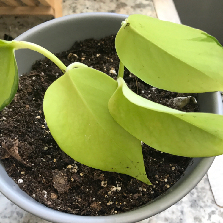 Neon Pothos plant in a pot with visible soil and vibrant green leaves.