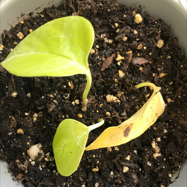 Neon Pothos plant with one healthy green leaf and one yellowing leaf with a brown spot in visible soil.