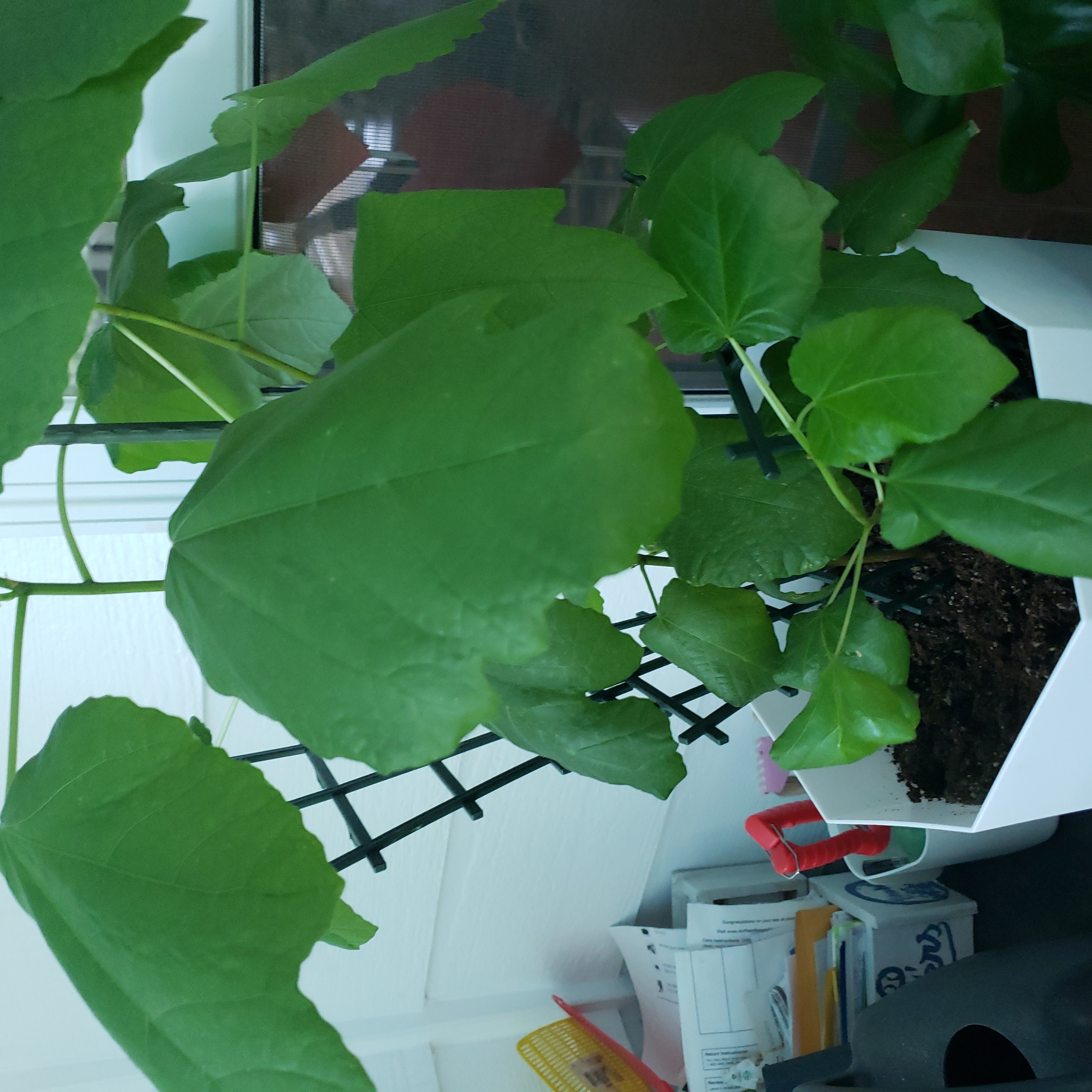 Photo of the plant species Italian Maple by @GuruOleander named Dads fig on Greg, the plant care app