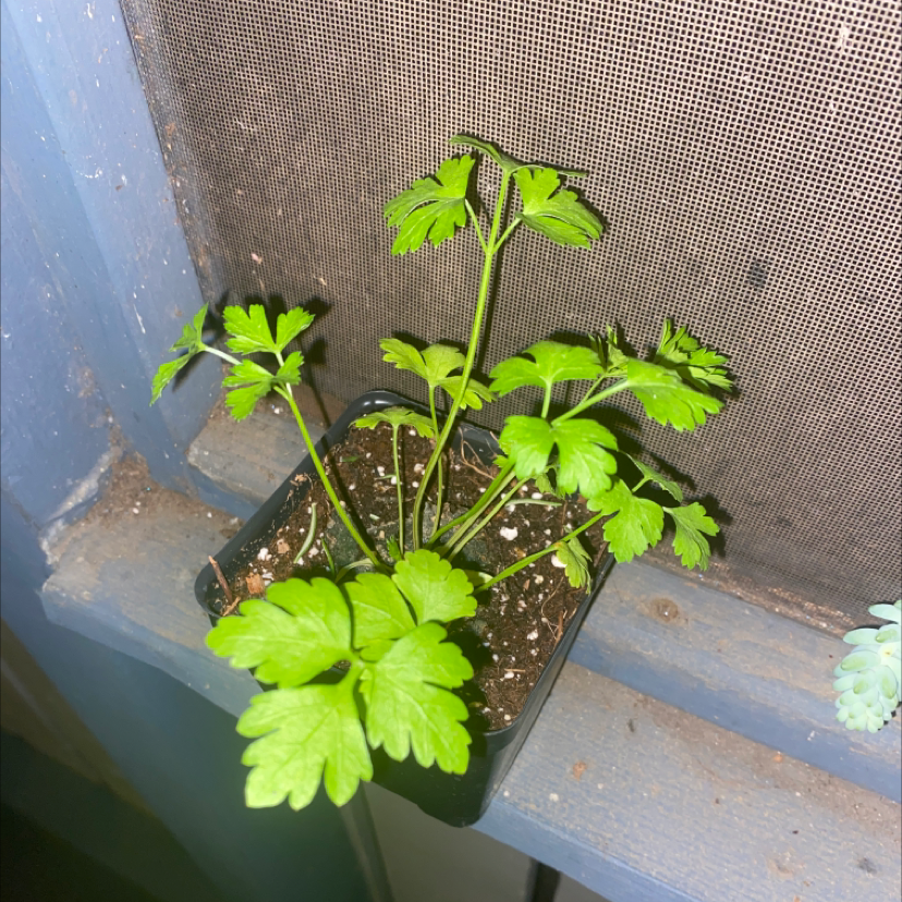 A healthy Italian Parsley plant in a small pot with visible soil.