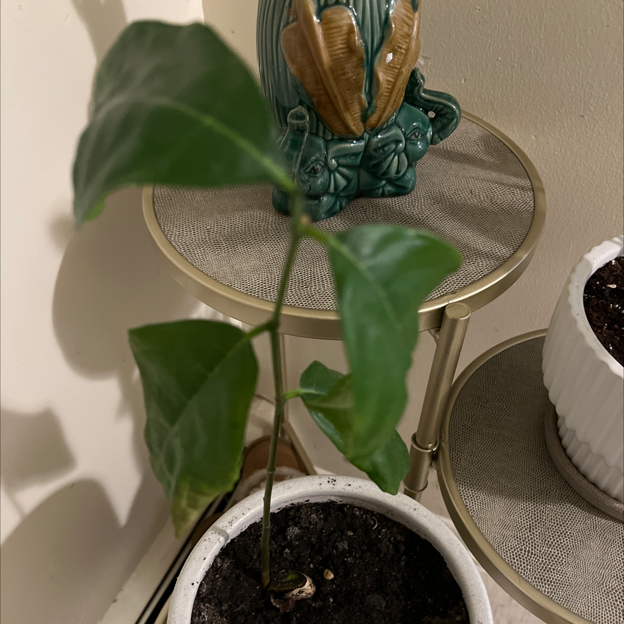 Why Are There Brown Spots on My Jackfruit Leaves?