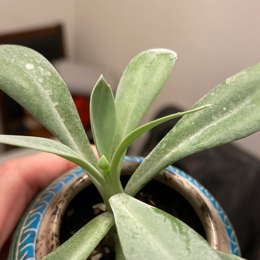 A small succulent plant in a decorative pot with healthy green leaves.