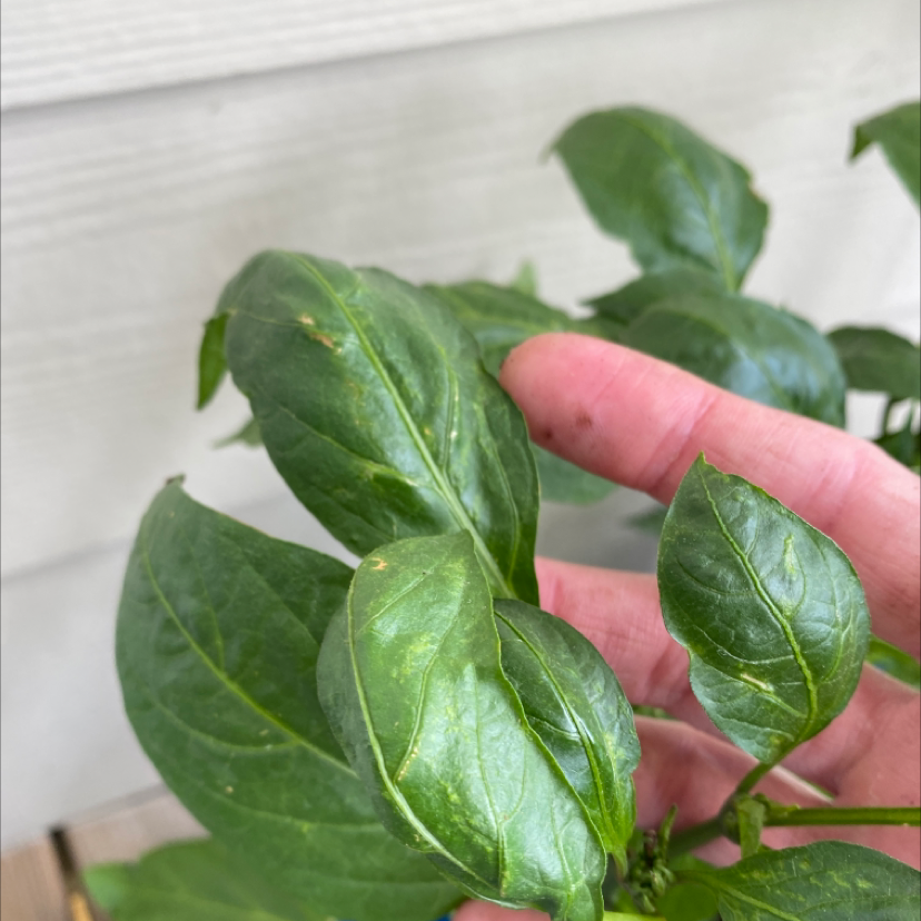 Jalapeño Pepper plant with green leaves, hand holding a leaf.