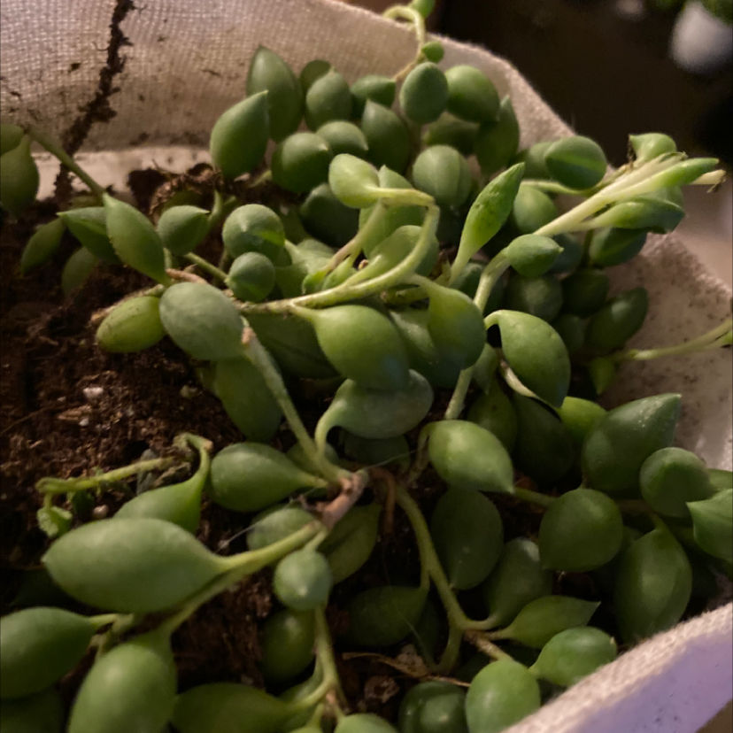 String of Watermelons plant in a fabric pot with visible soil and healthy green leaves.