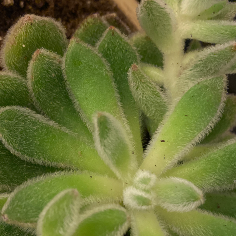 Close-up of a healthy Mexican Firecracker succulent with green, fuzzy leaves.