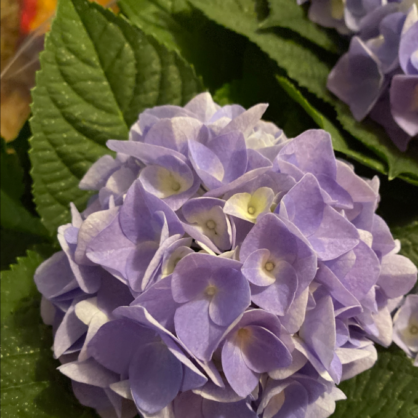 French Hydrangea with vibrant purple flowers and healthy green leaves.