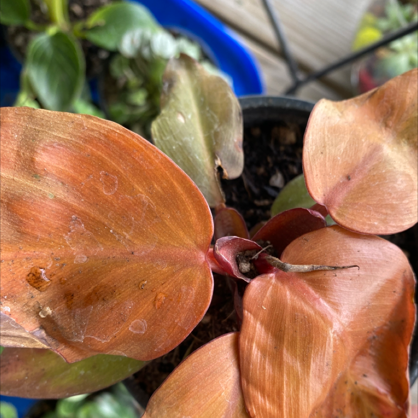 McColley's Finale plant with reddish-brown leaves, some browning, in a pot with visible soil.