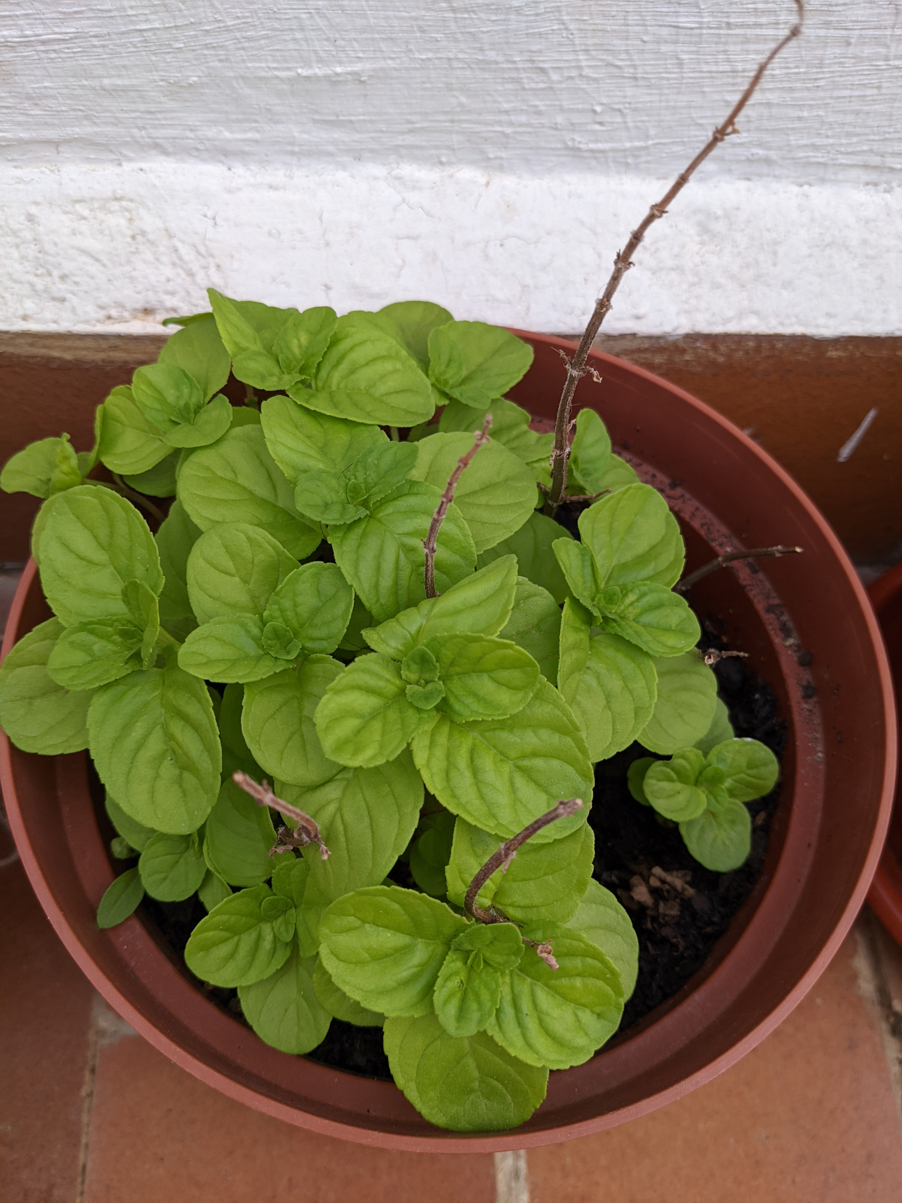Potted mint plant with healthy green leaves and visible soil.