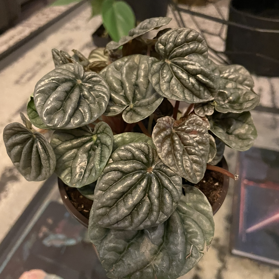 Silver Frost Peperomia plant with healthy, textured leaves in a pot.