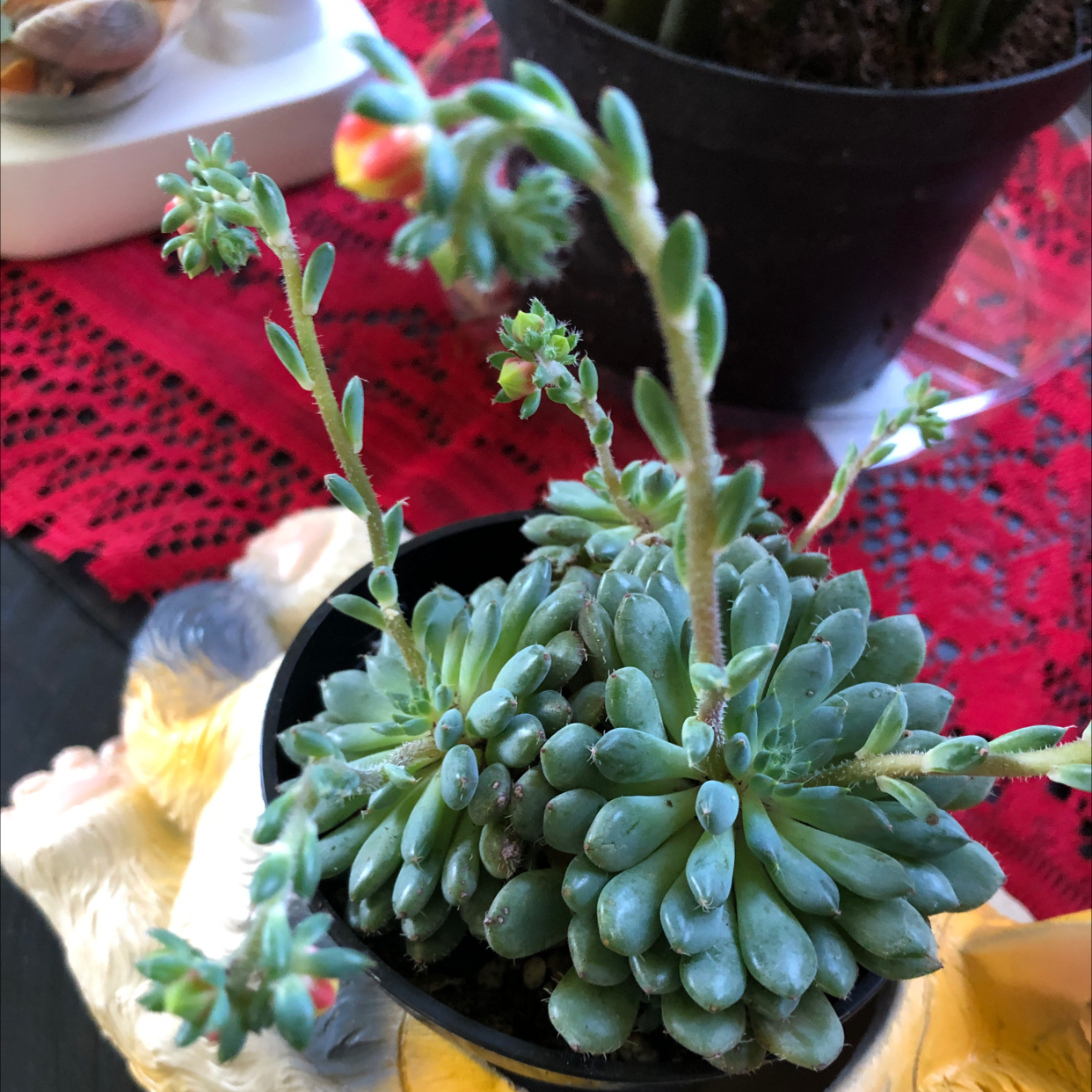 Healthy Mexican Firecracker succulent with flower stalks, red lace tablecloth background.