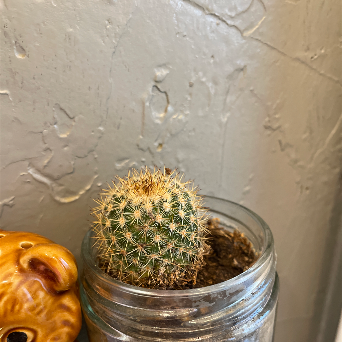 A healthy Arizona Rainbow Cactus in a glass jar with visible soil, against a textured wall.